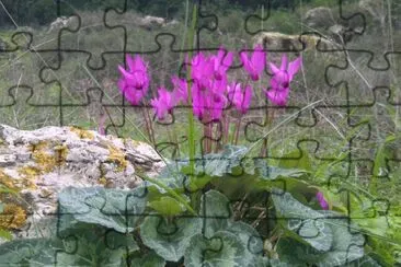 ×¨×§×¤×•×ª jigsaw puzzle