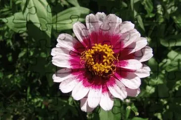 zinnia