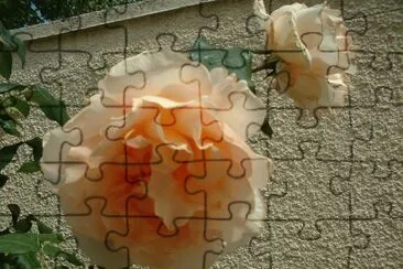 rose jigsaw puzzle