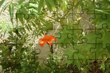 lys jigsaw puzzle