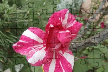 FLORES MIAS jigsaw puzzle