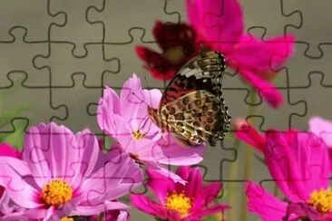 pouso da borboleta jigsaw puzzle