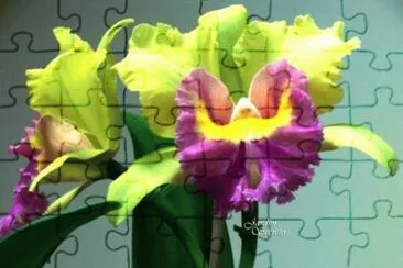 orquÃ­deas jigsaw puzzle