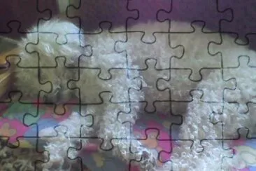 DAISY jigsaw puzzle