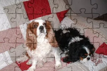 cavalier king charles jigsaw puzzle