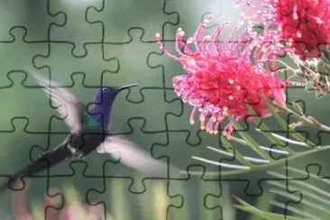 beija flor em voo jigsaw puzzle