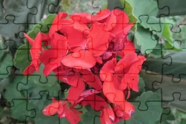 FLORES jigsaw puzzle