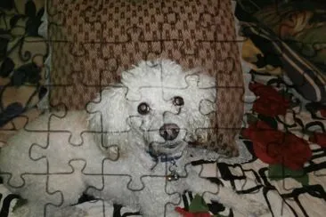 CANICHE jigsaw puzzle