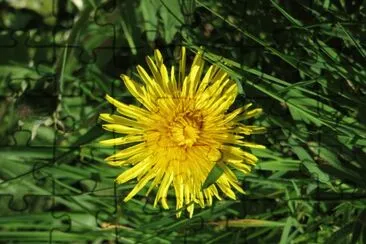 פאזל של dandilion