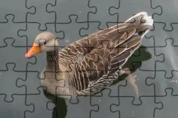 פאזל של duck