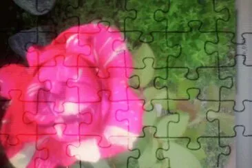 MI ROSA MATIZADA jigsaw puzzle