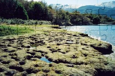 Turbal en Tierra del Fuego. Argentina jigsaw puzzle