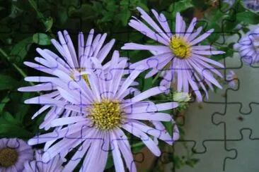 aster