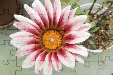 GAZANIA jigsaw puzzle