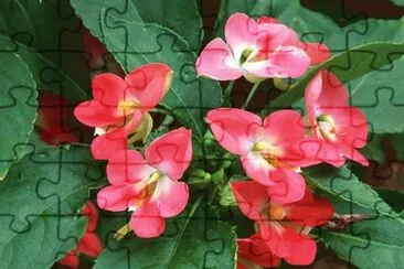 impatiens