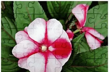 impatiens