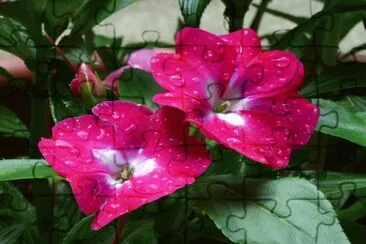 impatiens