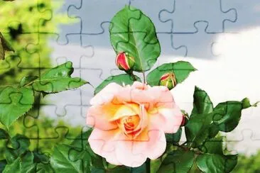 la rosa jigsaw puzzle