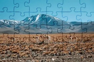 Antofagasta de la Sierra. Catamarca. Argentina jigsaw puzzle