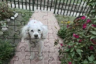 DAISY jigsaw puzzle