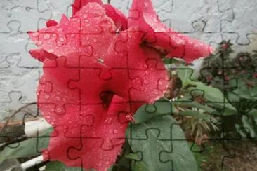 ACHIRA jigsaw puzzle