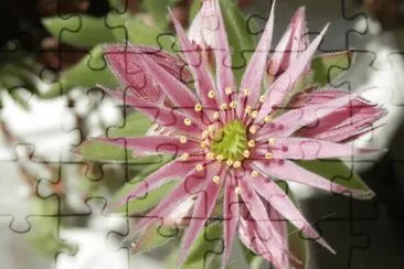 Fleur de Joubarbe (Verviers-Belgium)