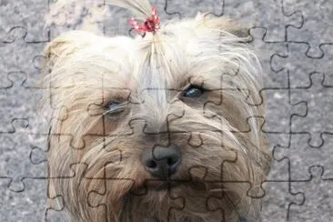 Fotos que he tomado de animales mios y de algunas otras personas jigsaw puzzle