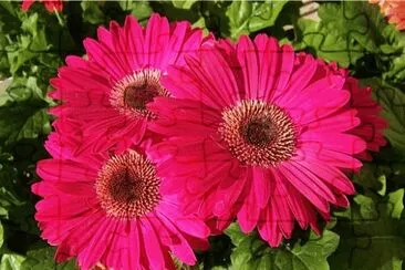 gerbera