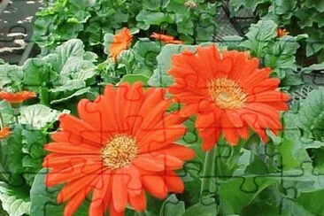 gerbera