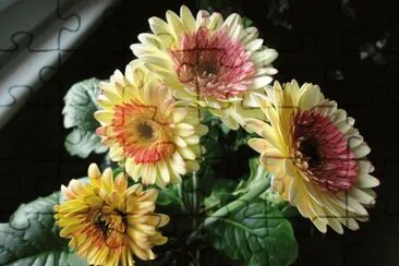 gerbera