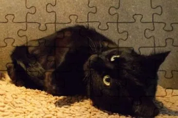 Cats jigsaw puzzle