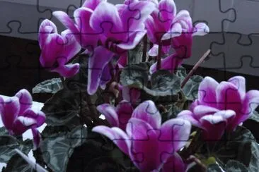 cyclamen