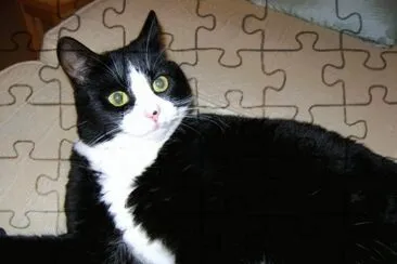 Cats jigsaw puzzle