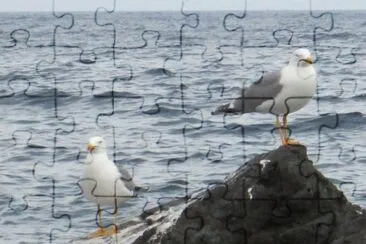 Me encontrÃ© estas gaviotas jigsaw puzzle