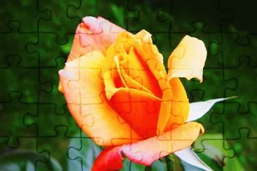 rose orange