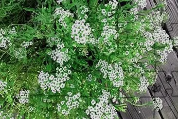 alyssum