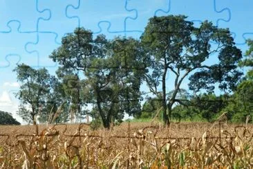 PlantaÃ§Ã£o de  Milho jigsaw puzzle