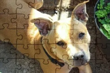 Dogs jigsaw puzzle