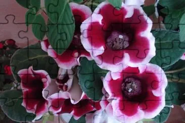 gloxinia