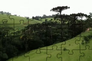 Araucárias no meio do pasto jigsaw puzzle