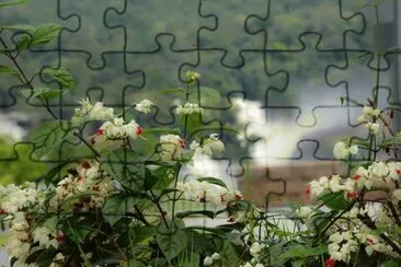 LÃ¡grima de Cristo jigsaw puzzle