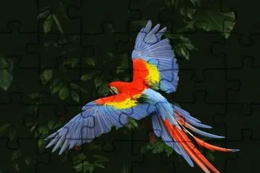 Guacamayo