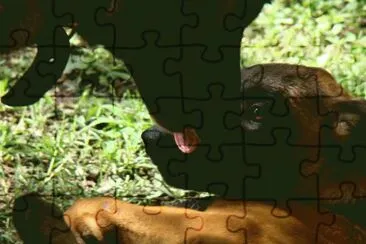 ovejero belga malinois jigsaw puzzle