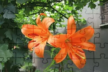 arancio jigsaw puzzle