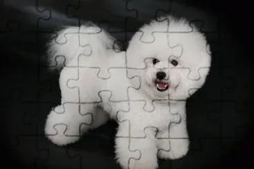 perro bichon