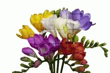 freesias