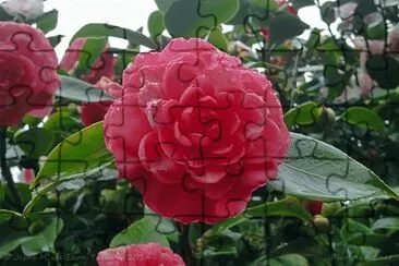 camelia roja