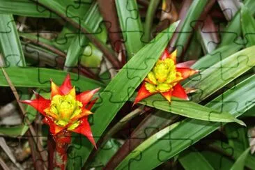 bromelia limones