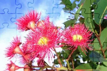 flor eucalyptus