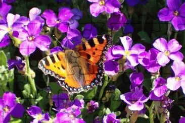 violetas y mariposa